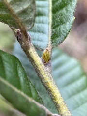 Andricus notholithocarpi