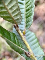 Andricus notholithocarpi