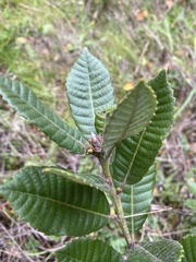 Andricus notholithocarpi