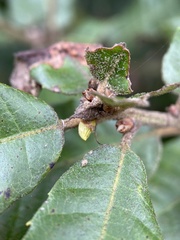 Andricus notholithocarpi