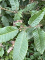 Andricus notholithocarpi