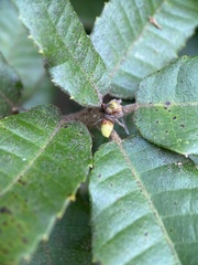 Andricus notholithocarpi