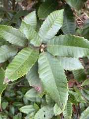 Andricus notholithocarpi