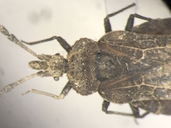 Aradus approximatus