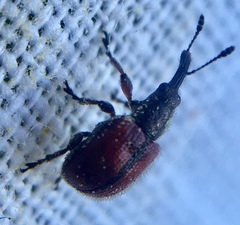 Tatianaerhynchites aequatus