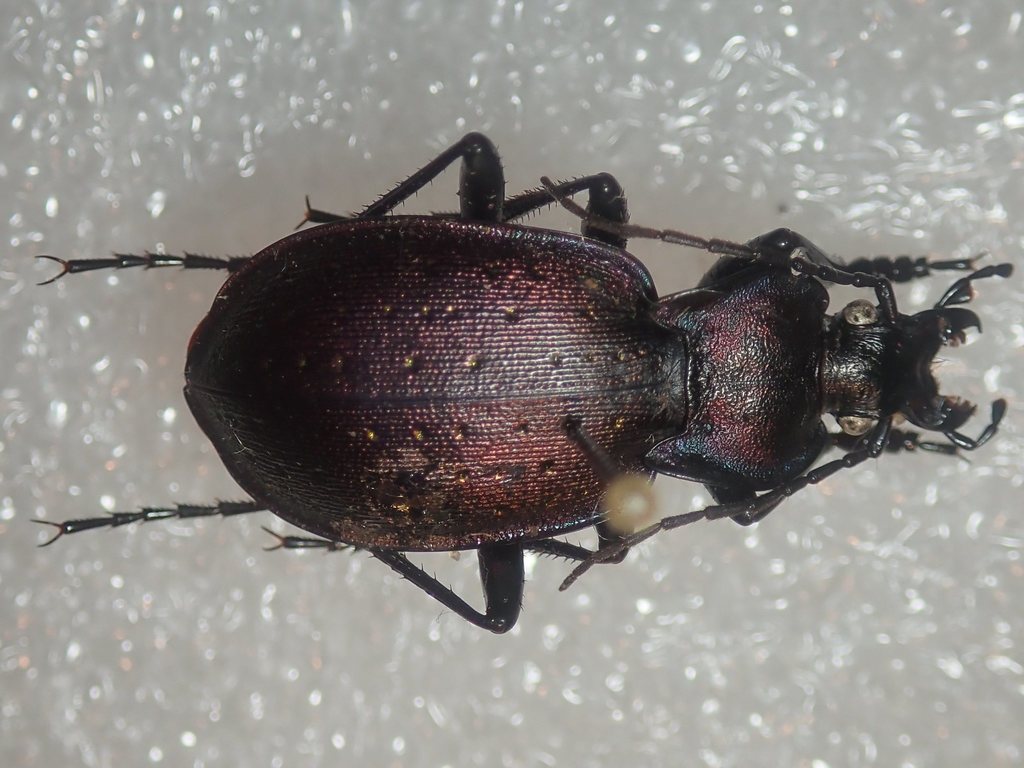Carabus ghilianii