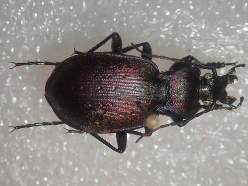 Carabus ghilianii
