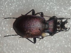 Carabus ghiliani