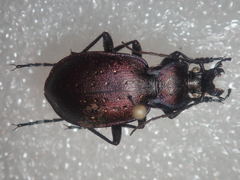 Carabus ghiliani
