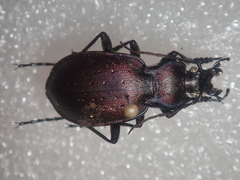 Carabus ghiliani