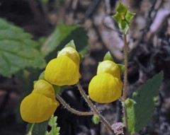 Calceolaria elatior