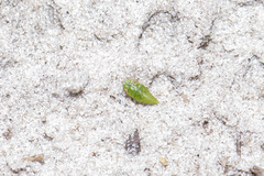 Xerophloea