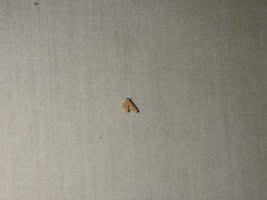 Scolecocampinae