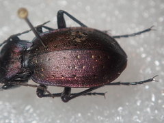 Carabus ghiliani