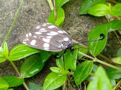 Eterusia aedea formosana