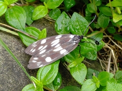 Eterusia aedea formosana