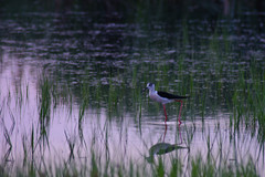 Himantopus himantopus