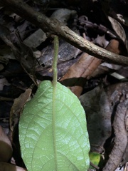Aristolochia praevenosa, photograph Samuel Frankel, CC BY, iNaturalist via GBIF