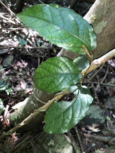 Aristolochia praevenosa, photograph 6