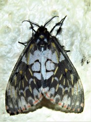 Rhypopteryx