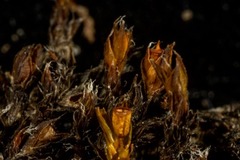 Schistidium frigidum