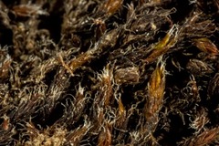 Schistidium frigidum