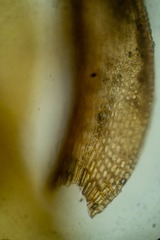 Schistidium frigidum