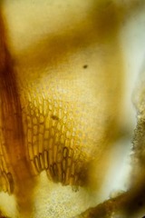 Schistidium frigidum