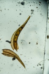 Schistidium frigidum