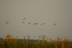 Himantopus himantopus