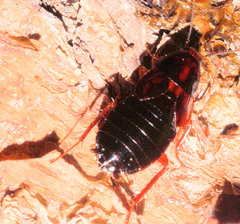 Parcoblatta virginica