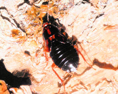 Parcoblatta virginica
