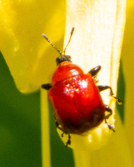 Attelabinae