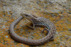 Gerrhonotus liocephalus