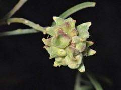 Dasineura rubiformis