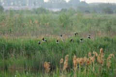 Himantopus himantopus