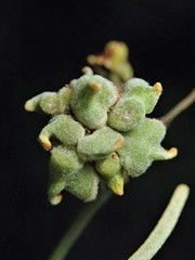 Dasineura rubiformis