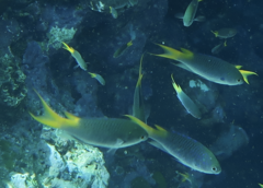 Neopomacentrus azysron