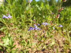 Scutellaria drummondii