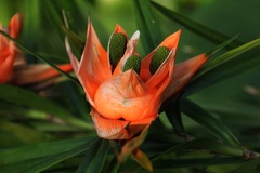 Freycinetia cumingiana