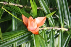 Freycinetia cumingiana