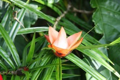 Freycinetia cumingiana