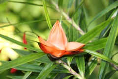Freycinetia cumingiana