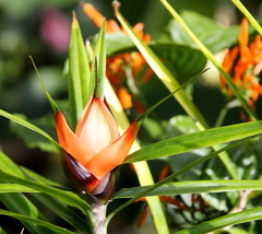Freycinetia cumingiana