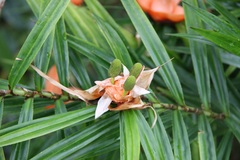 Freycinetia cumingiana