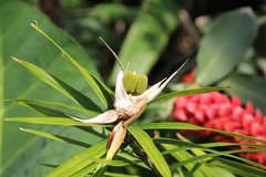 Freycinetia cumingiana