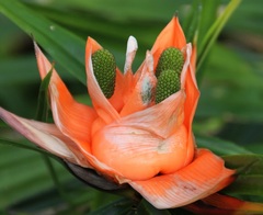 Freycinetia cumingiana