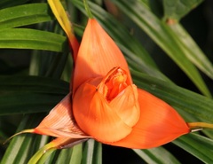 Freycinetia cumingiana