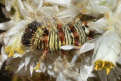 Vanessa virginiensis