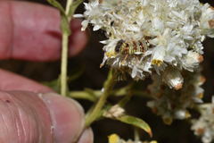 Vanessa virginiensis